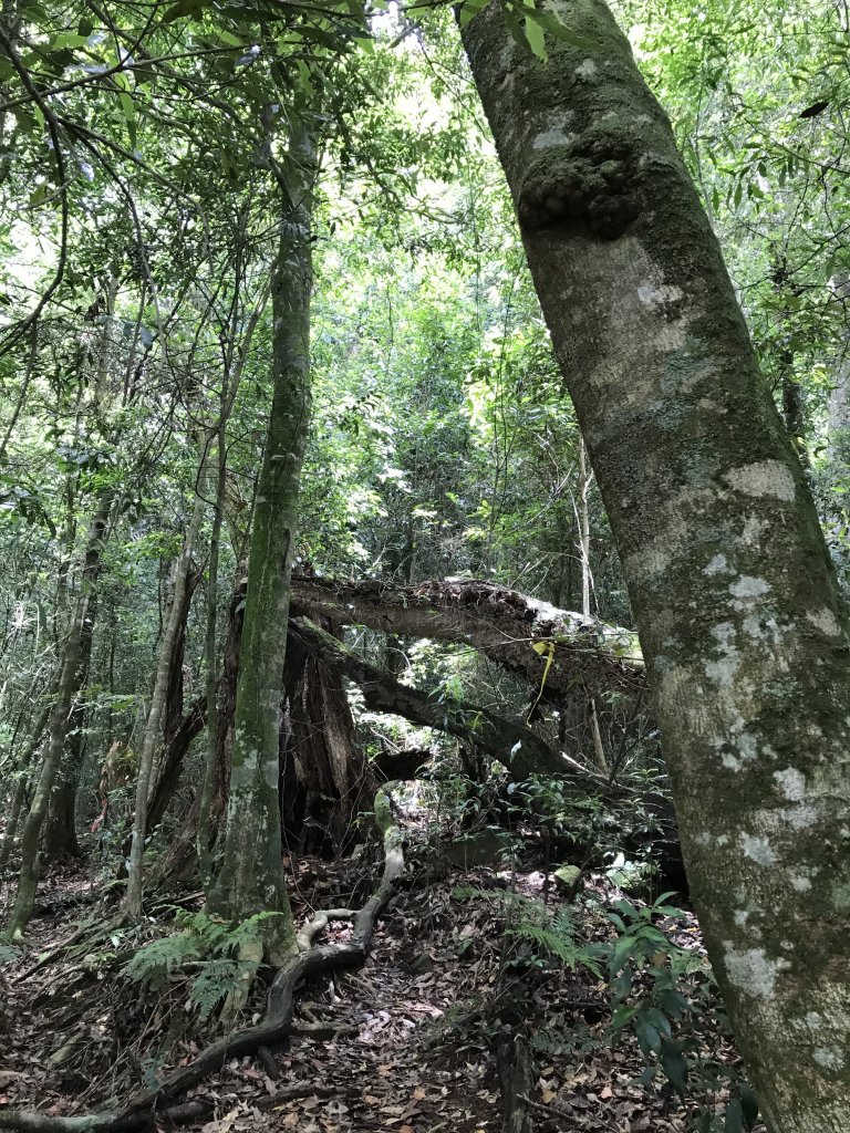 109年6月26日特富野古道_1027203