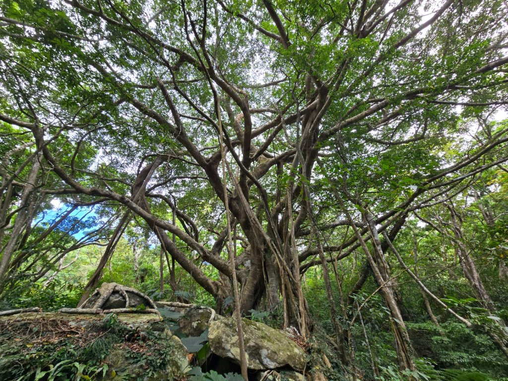 里龍山（小百岳）封面圖