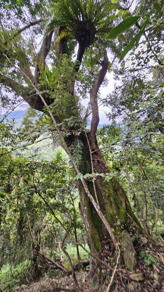 【美美兔走山趣】瓦拉米單攻27.2K-神人級路線。_2773417