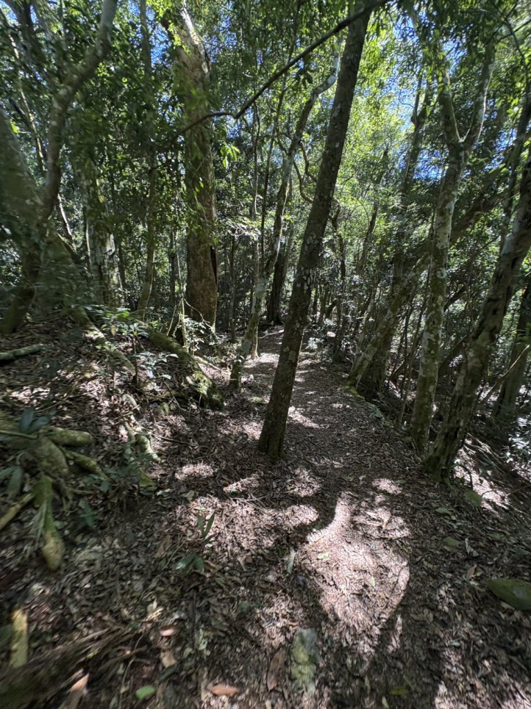 20251116鳴海山、網子山登山步道_2938428