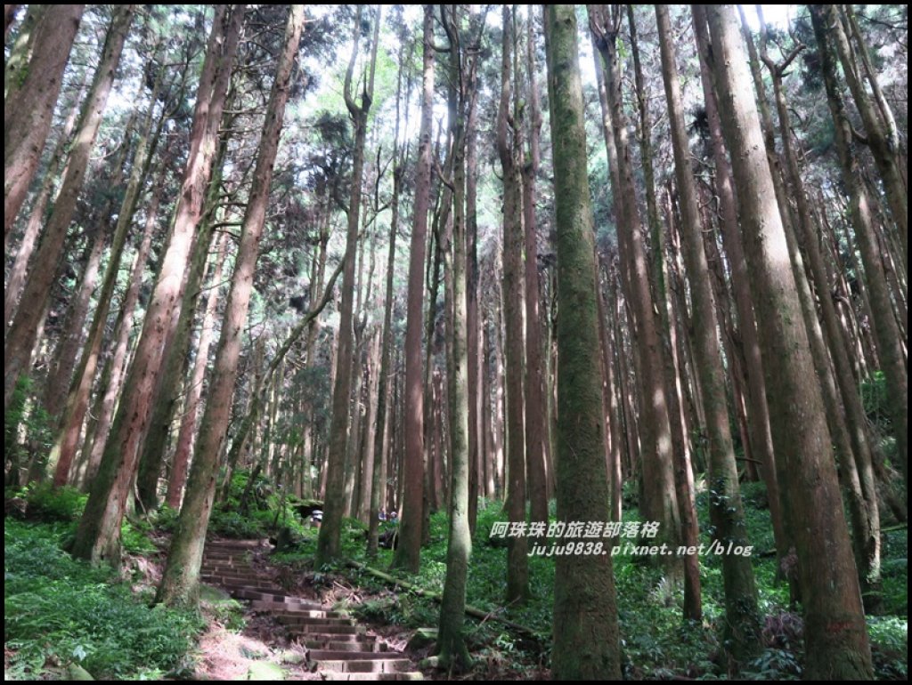 嘉義。特富野古道。鐵道森林最美的步道_422576