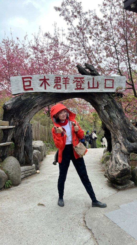 司馬庫斯巨木步道Yaya,櫻花園賞櫻_2440780