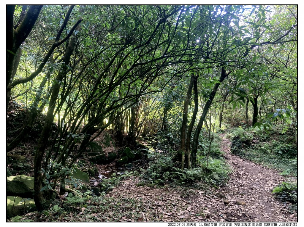 2022.07.09 〖大崎頭步道〗〖內雙溪古道〗【擎天崗】〖瑪礁古道〗【新圳頭山】〖大崎頭步道〗_1775266