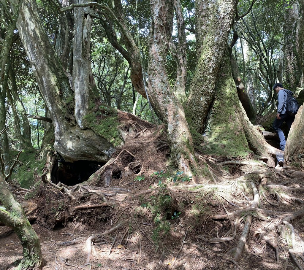 20200801 塔曼山登山步道_1054166