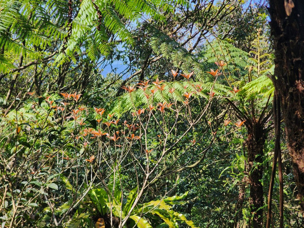 20250322-姜子寮山_2739986