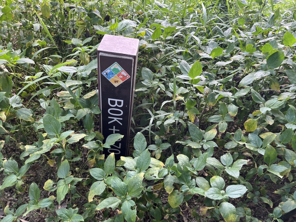[百山百鳥尋旅-04/15] 2025_0817 龍過脈森林步道_2863294