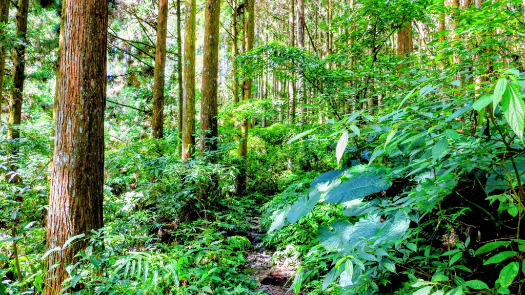 魔幻森林_2882081