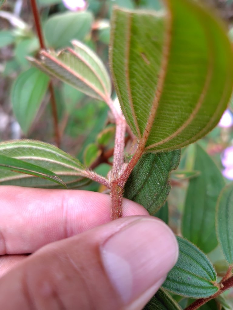 白藍狐貍出狐貍尾/狐貍縱走_2796268