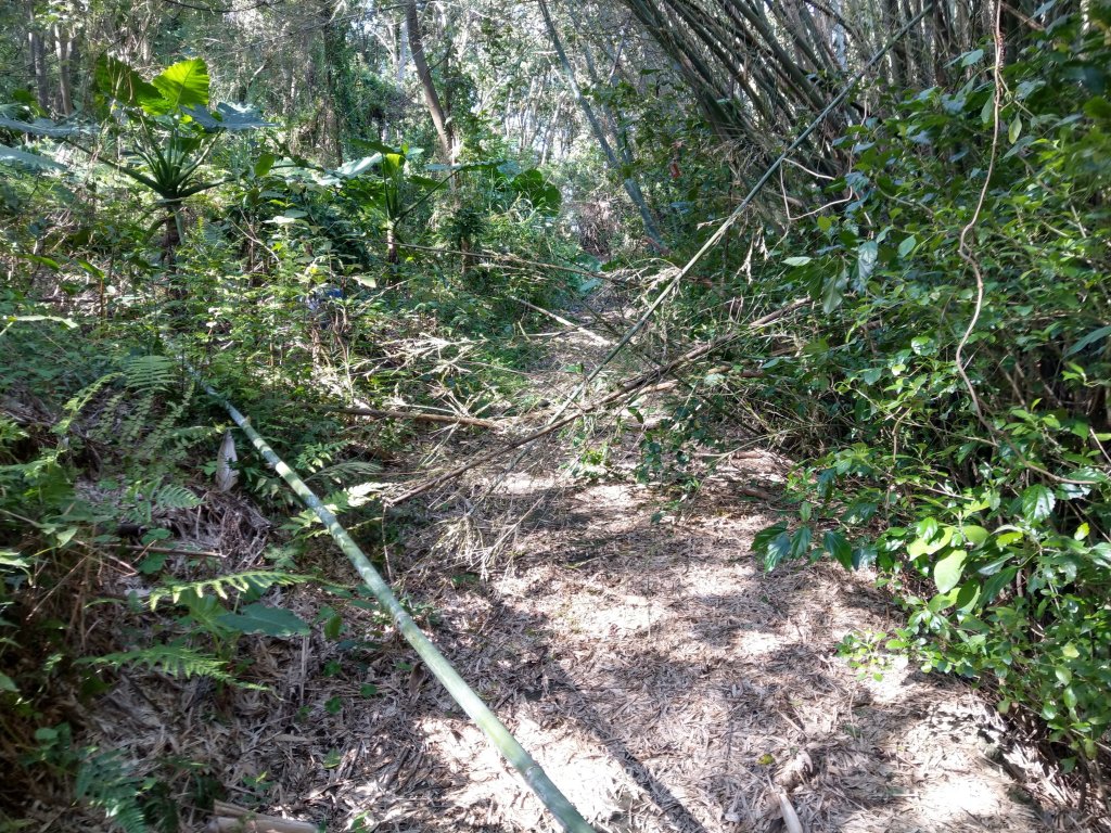 新竹飛鳳山(中坑山)小百岳_880222