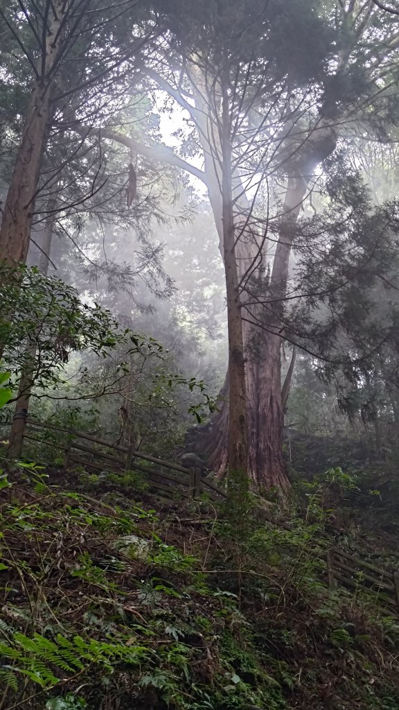 檜山巨木群_2918004