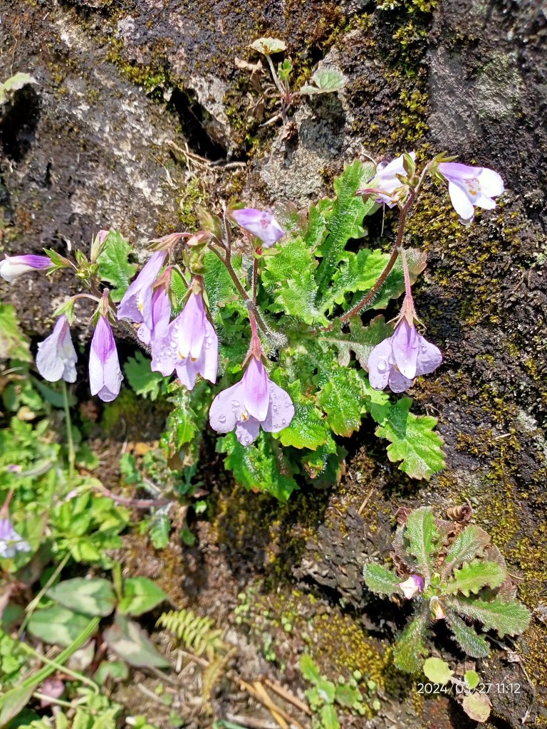 【臺北大縱走 3】冷水坑→七星山東峰→冷擎步道→牛奶湖→菁山吊橋_2468562
