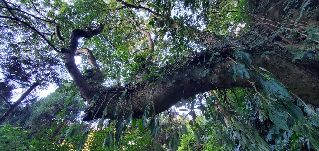2023-11-25溪頭鳳凰山步道_2360967