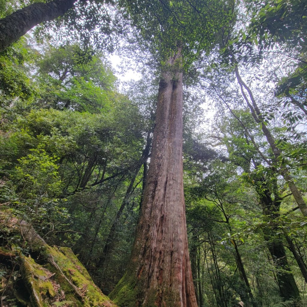 大雪山森林遊樂區森林浴步道_2543590