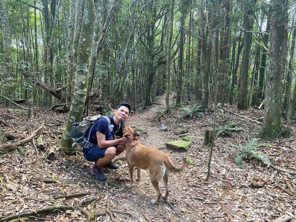 八仙山.東松鶴山【拚老命完成一年一雄的夢想】_2357745