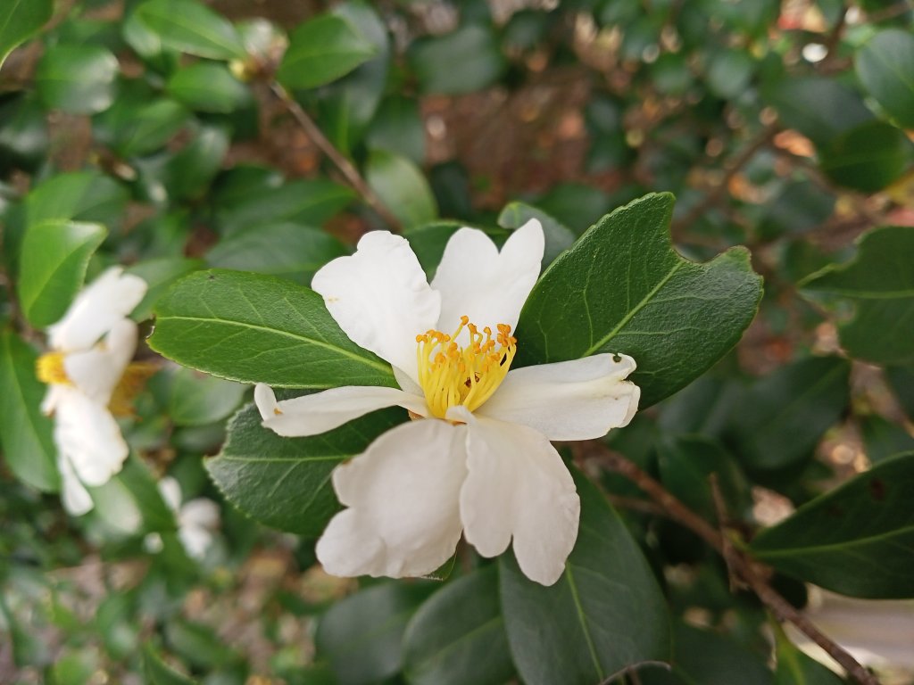 【南山神壽任務尋寶趣】徜徉台北植物園步道_1575634