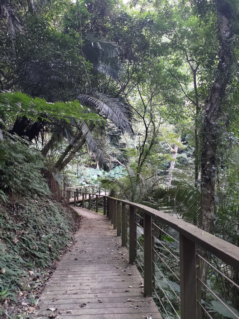 【新竹縣峨嵋鄉】藤坪步道_2833241