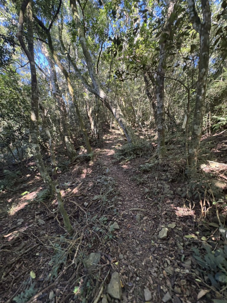 20251116鳴海山、網子山登山步道_2938355