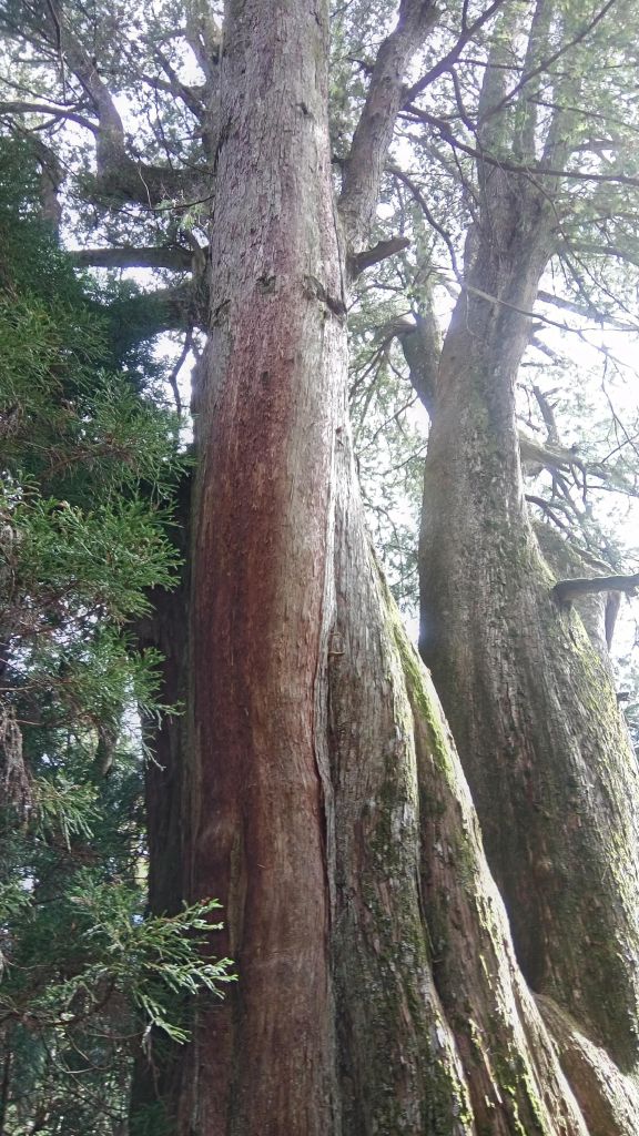 檜山巨木森林步道 2017.01.07_116058