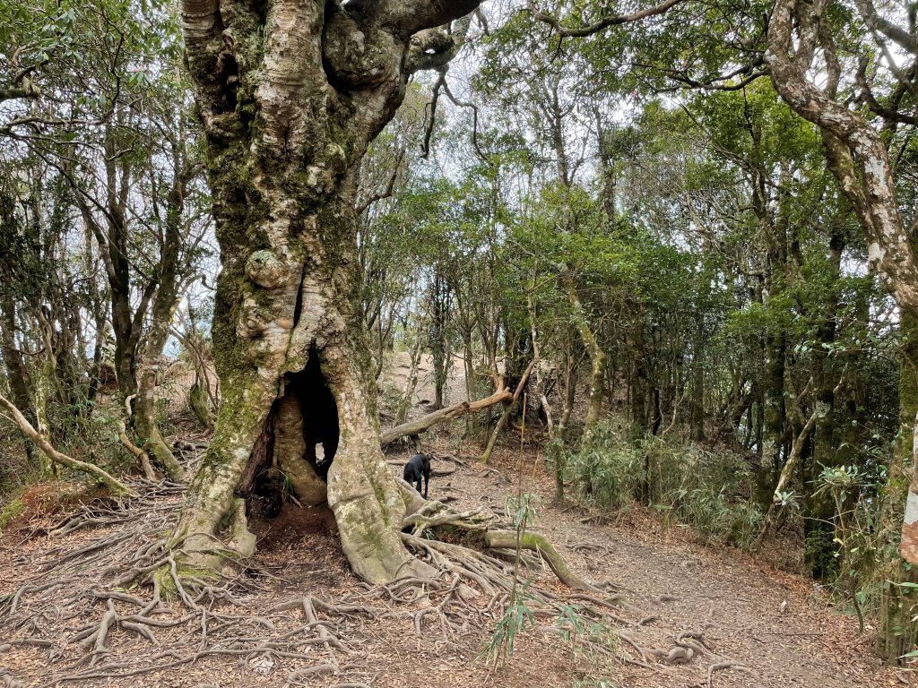 林相優美-內鳥嘴山111.03.16_1645360