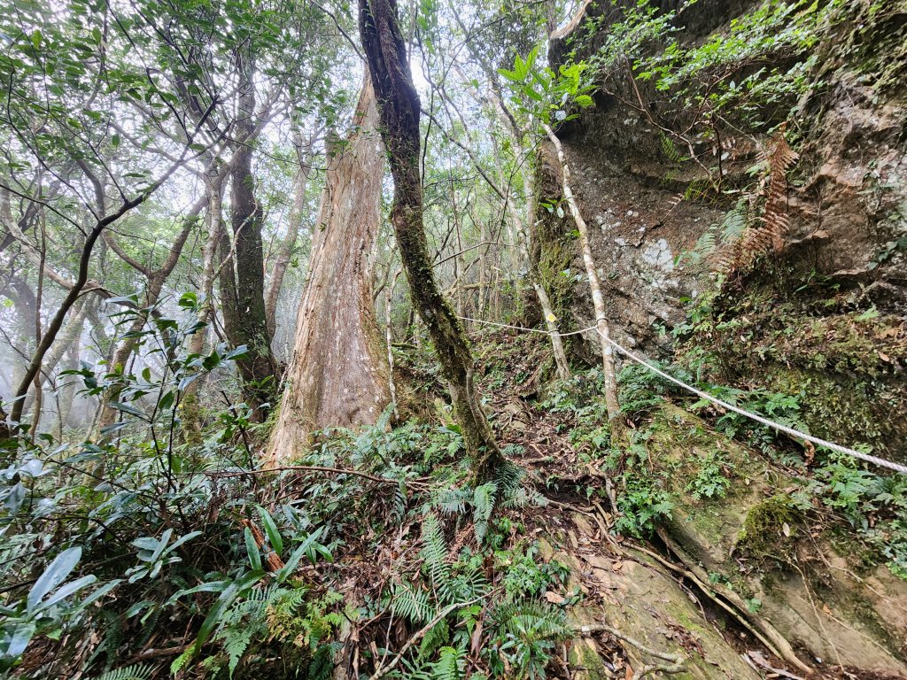 20250112貴妃山那結山外鳥嘴山蓮包山O型_2727132