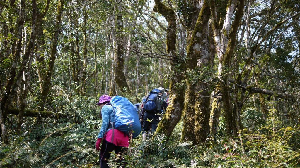 米羅山之木_292844