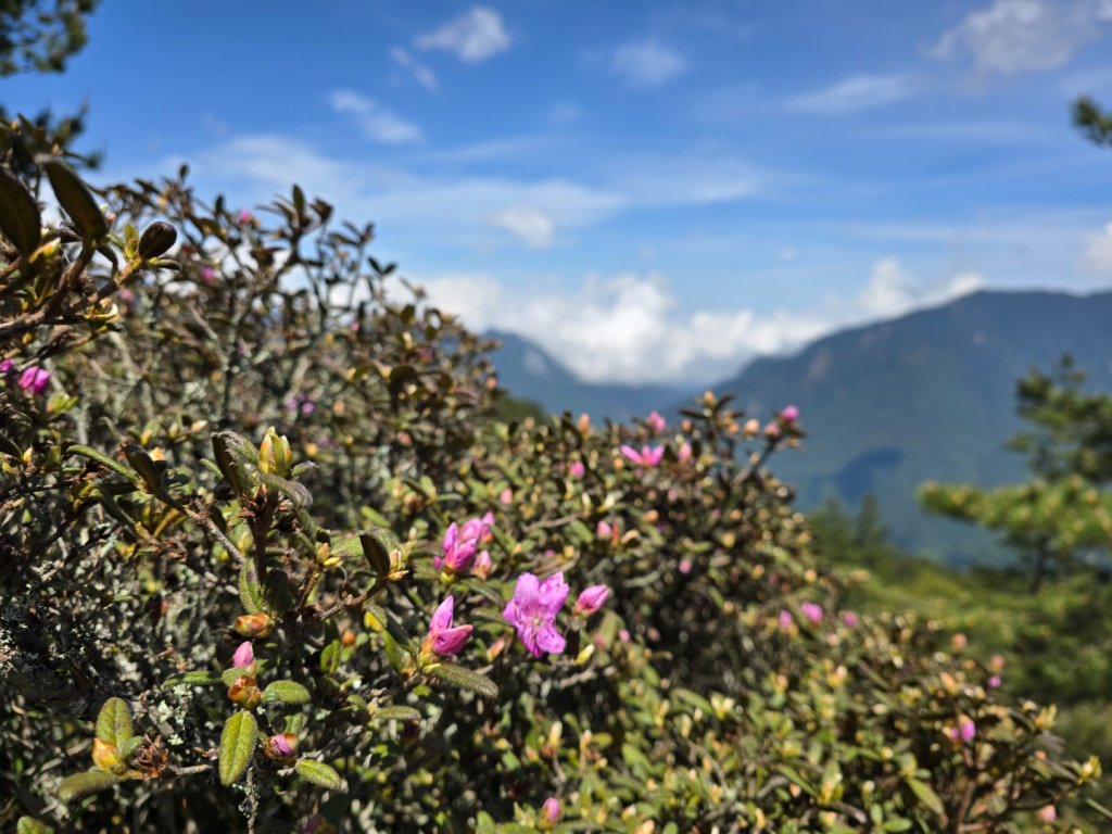 合歡北峰高山杜鵑盛開／龍膽點綴／紅毛杜鵑少許開花_2497544