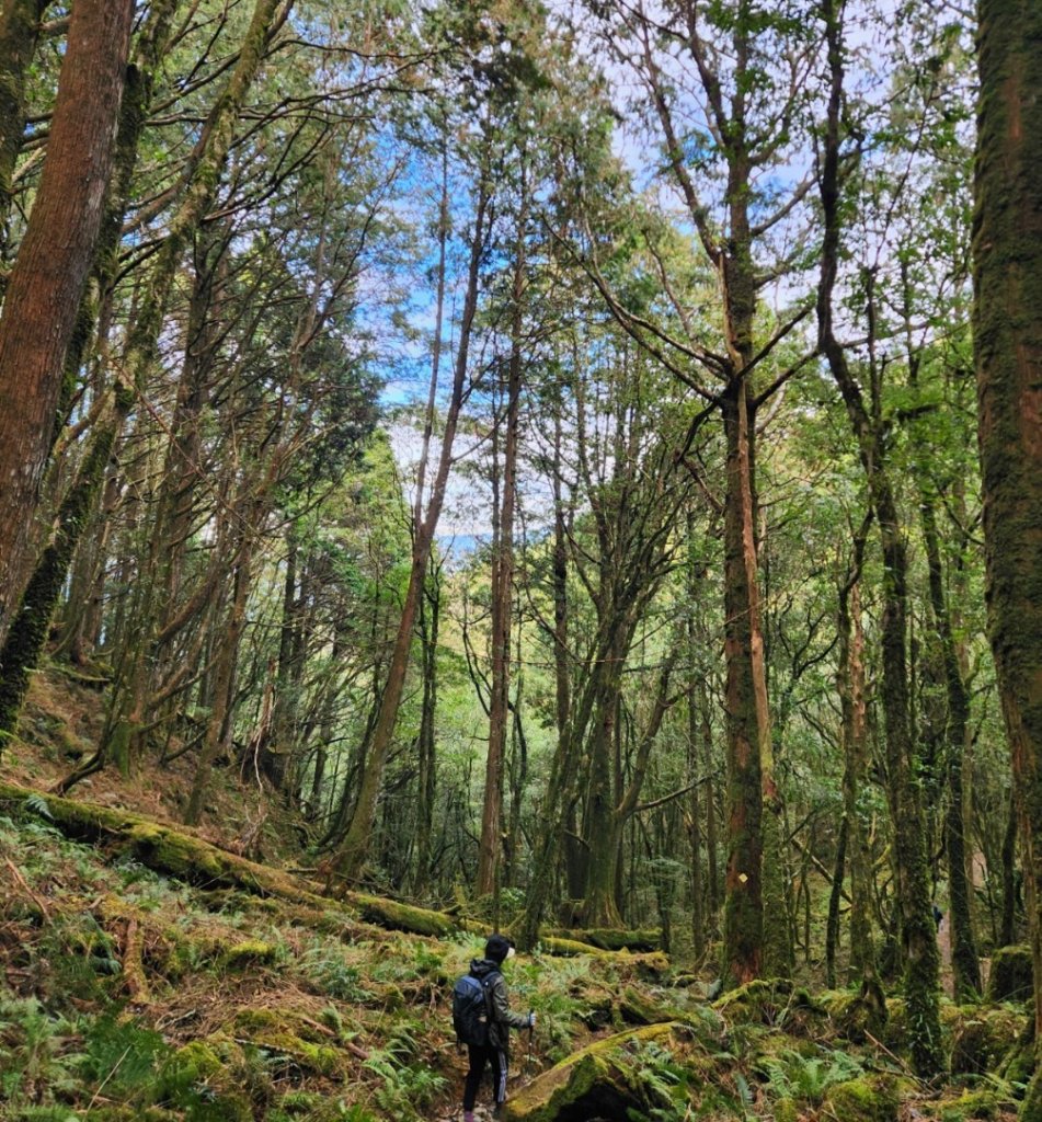 【中級山】谷關七雄八仙山_2745040