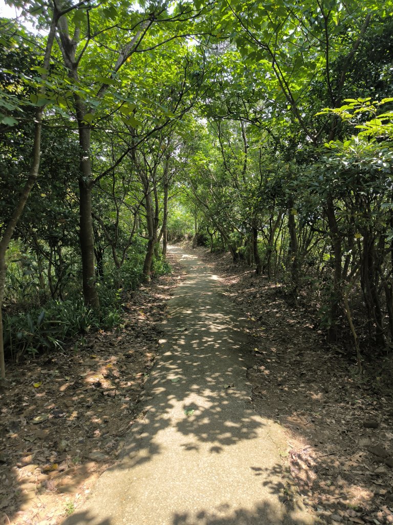 20250809樹迴縱走_2855044