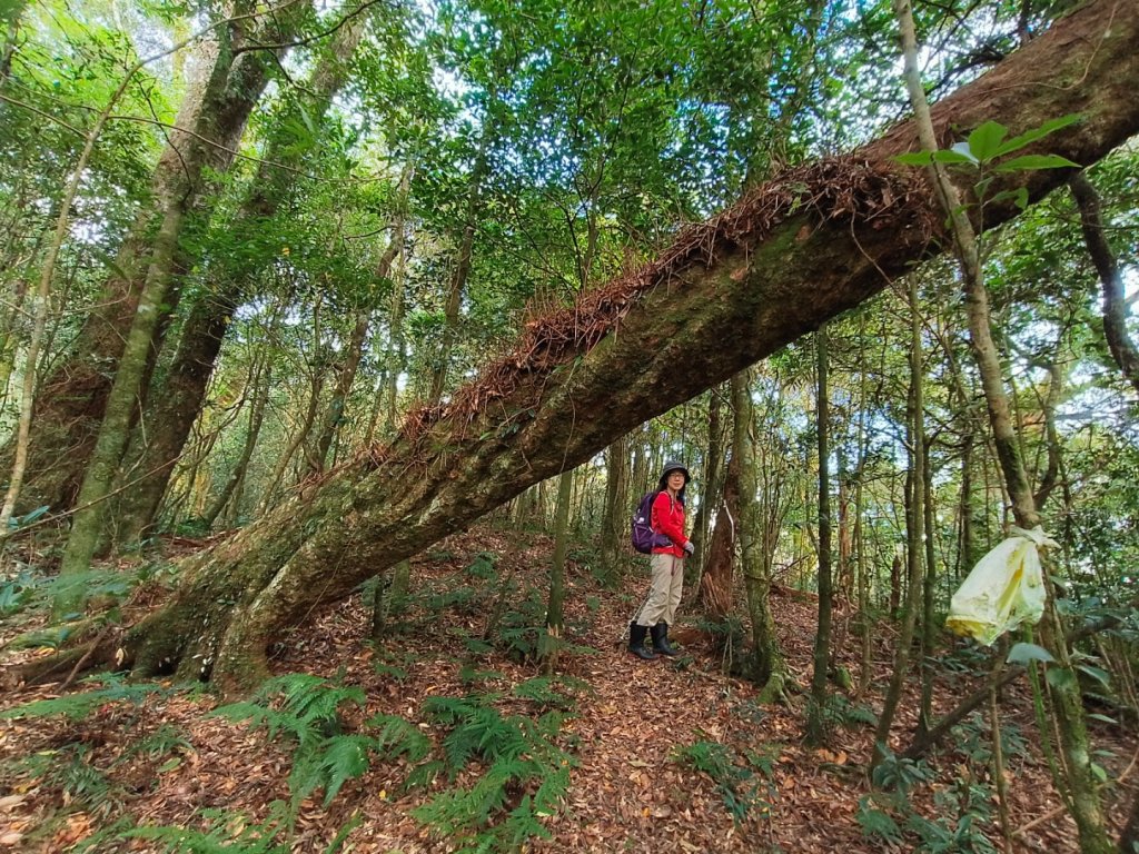 1121125 鳥嘴山縱走貴妃山_2363979