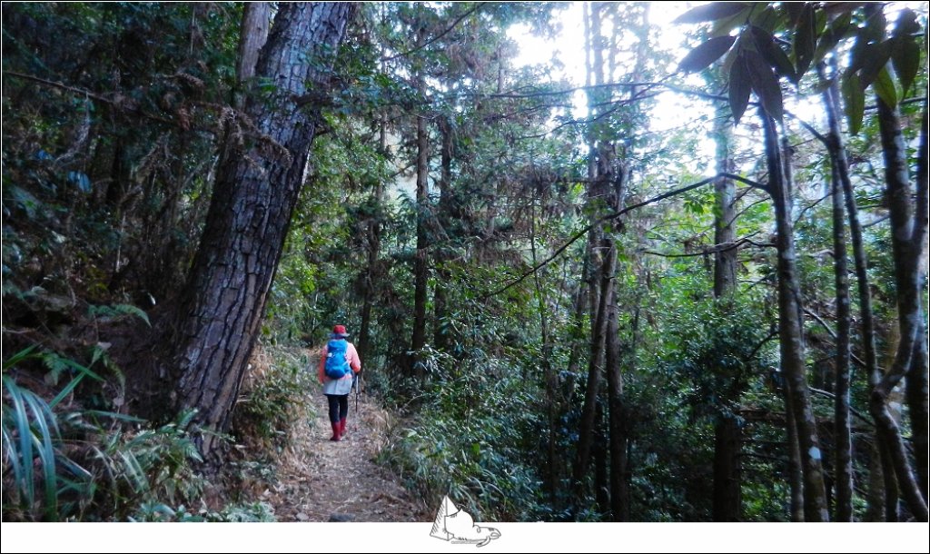 谷關七雄之新山馬崙山(斯可巴步道)_524244