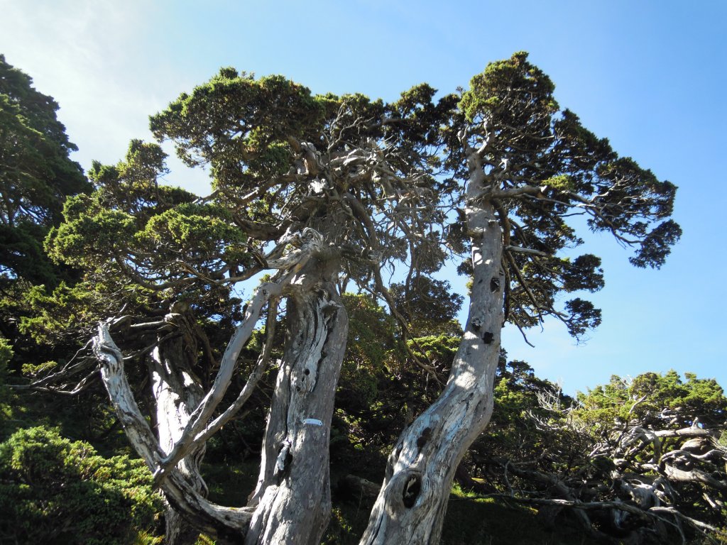 南湖群峰_南湖大山_南湖東峰__南湖北山_審馬陣山_多加屯山20140827_1960186
