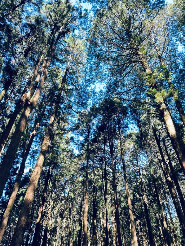 20251209 阿里山-小笠原觀景平台、祝山觀日步道_2959840