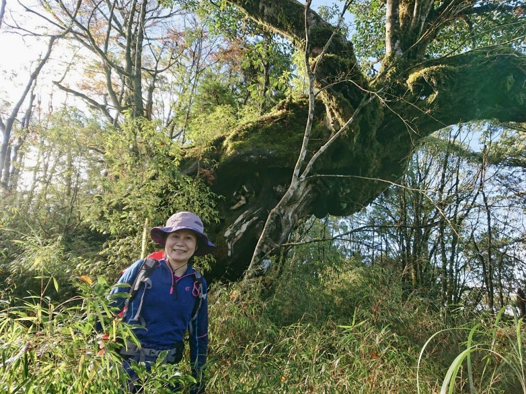 黃金魔幻森林～銅山_1526533