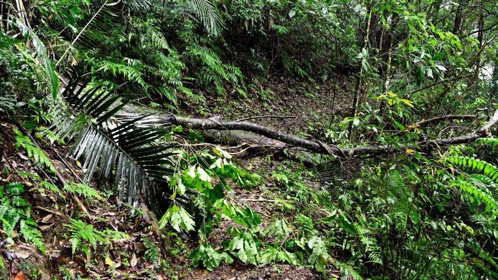 淡蘭古道中路（闊瀨崩山坑環線）_989154