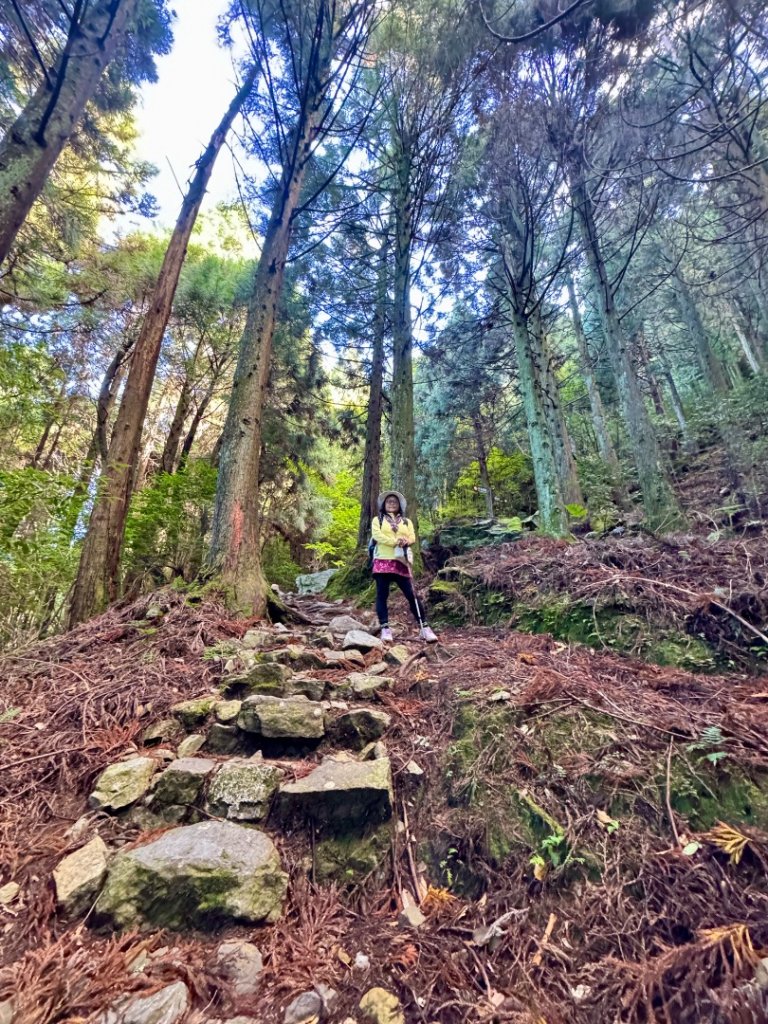 觀霧-榛山步道_2926005