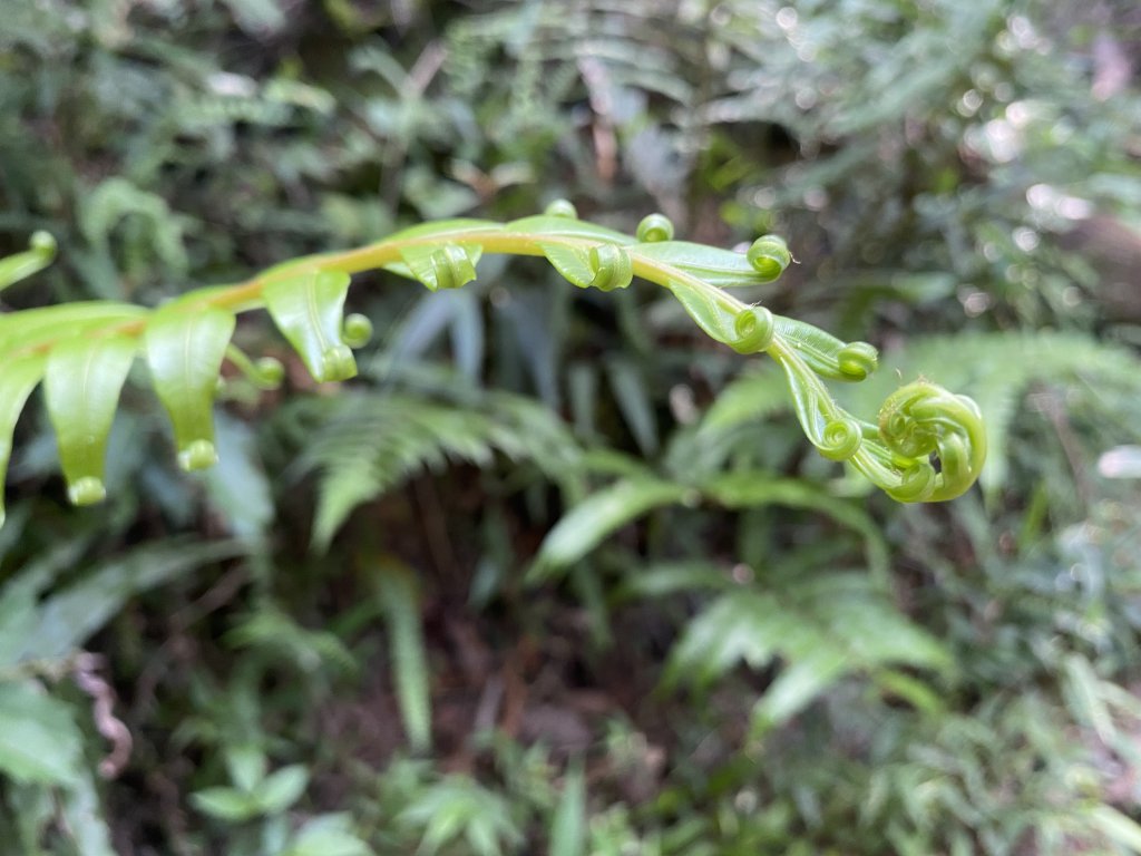 2021.09.20 金面山_1541334