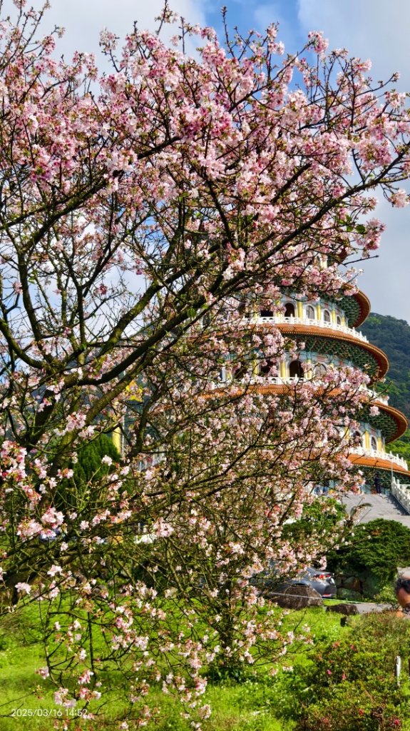 #綠繡眼 訪花 #吉野櫻 #天元宮 #楓樹湖 0316_2736737