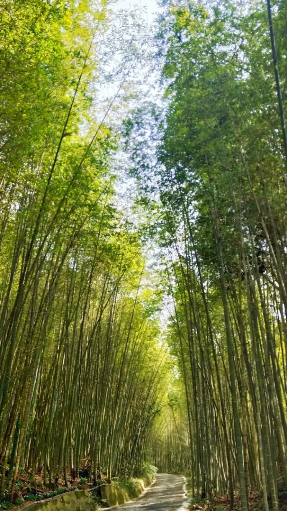 瑞里綠色隧道 賞紫藤夏季 賞野薑花_890190