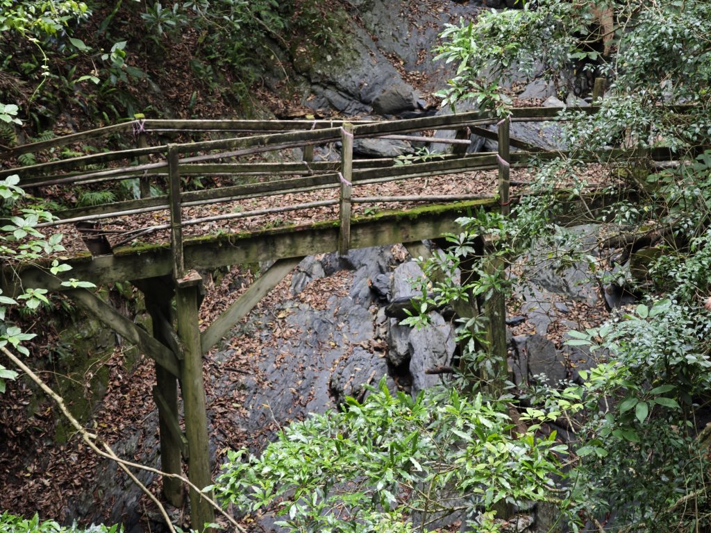 2025_0524 司馬庫斯神木群步道_2797321