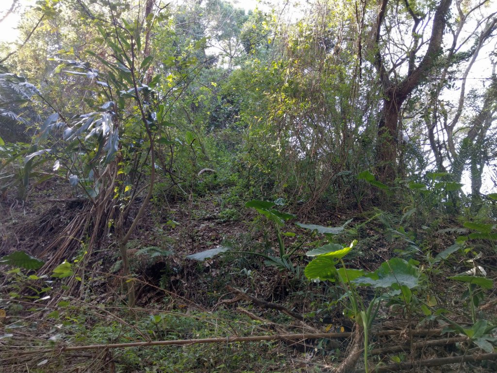 新竹飛鳳山(中坑山)小百岳_880227