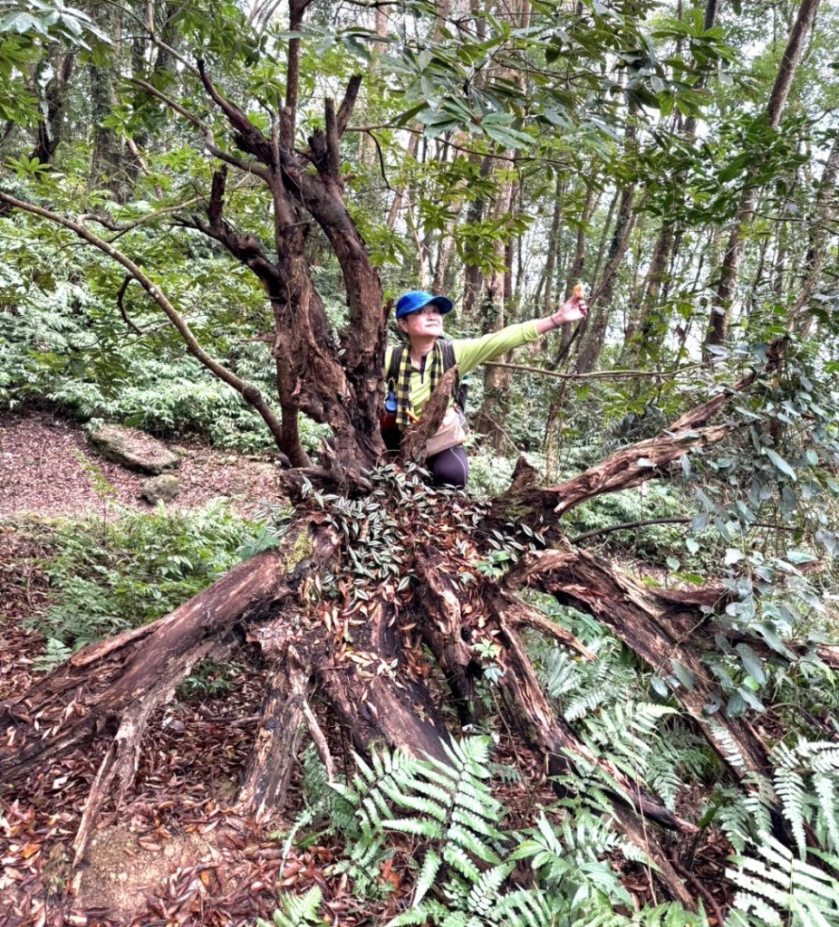 小百岳馬那邦山(H1407m)加碼採草莓_2694701