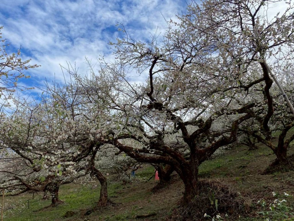 🌈1/17（六）蔡家古厝賞梅×梅子夢工廠×車埕老街✨FB：熊熊趴爬走🌈_2983909
