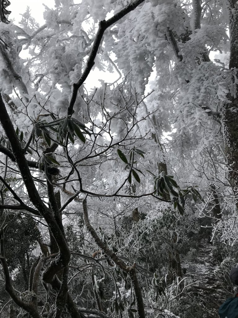 美呆了~雪白內鳥嘴山_1253337