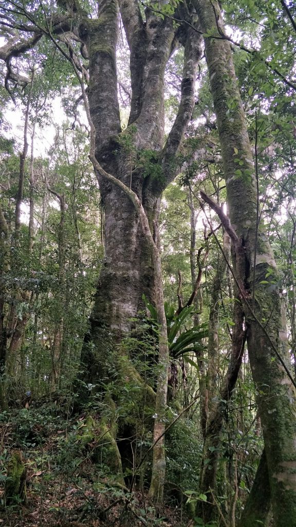 金柑樹山&忘憂森林步道20171023_193248