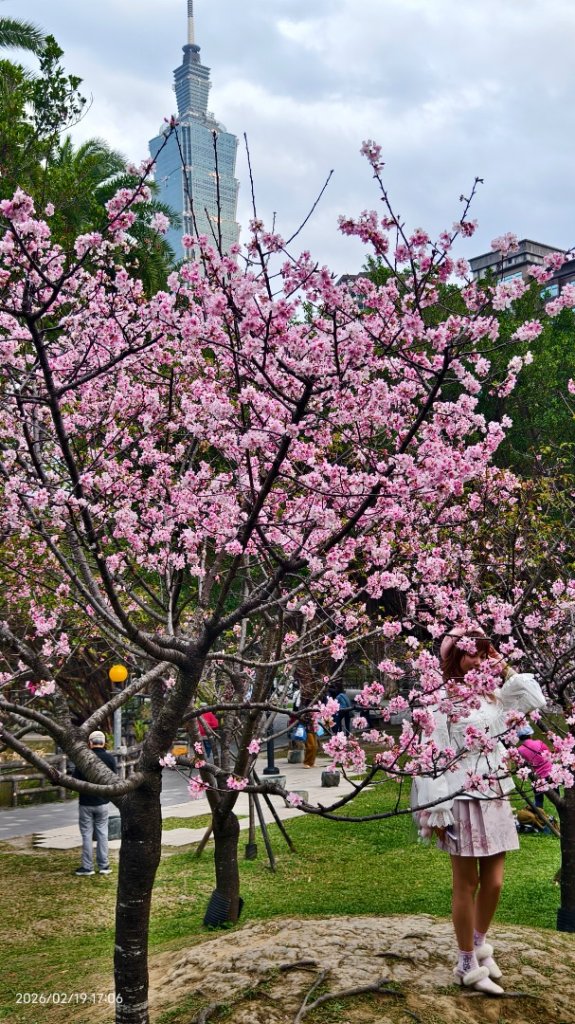 #虎山  #101大樓  #國父紀念館 #河津櫻 #中正紀念堂 2/19_3002662