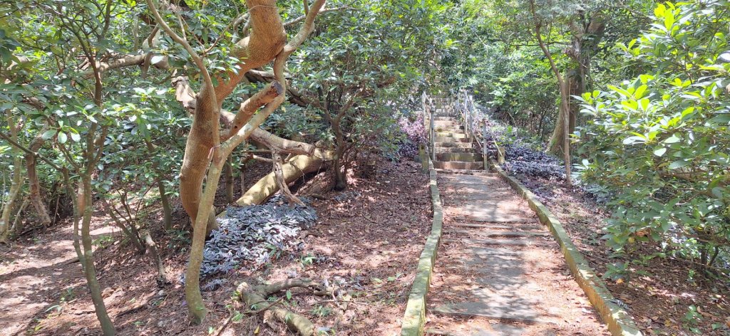 【2024觀音觀鷹尋寶任務】一日走完七條步道完成!_2508385