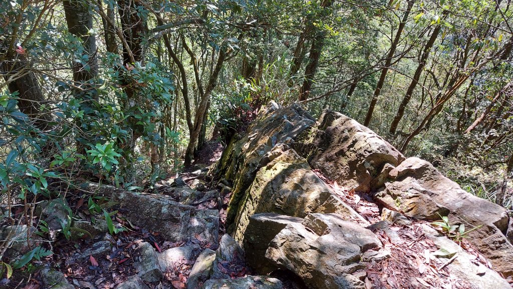 橫嶺山 隧道 主峰 沙蓮山 鳶嘴 8字型_1452170