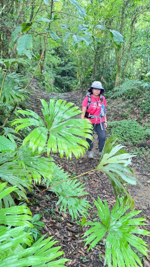 烏窟子山、獵貍尖山、黃櫸皮寮山、翡翠之眼O走_2809922