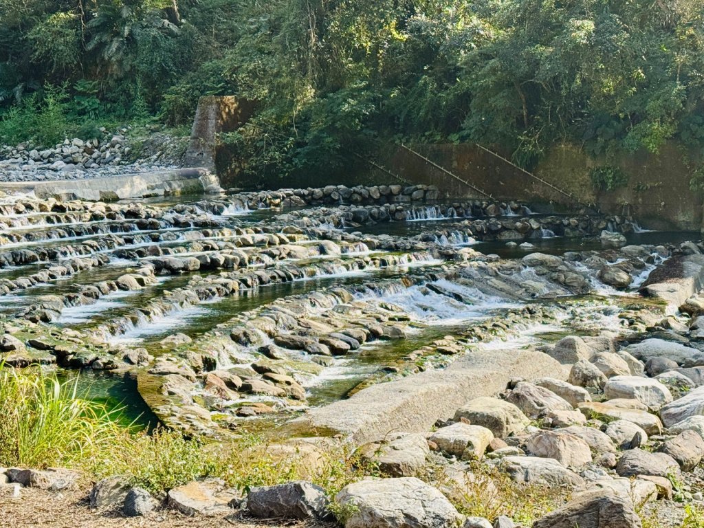 雪山坑登山步道尋巨人_2978270