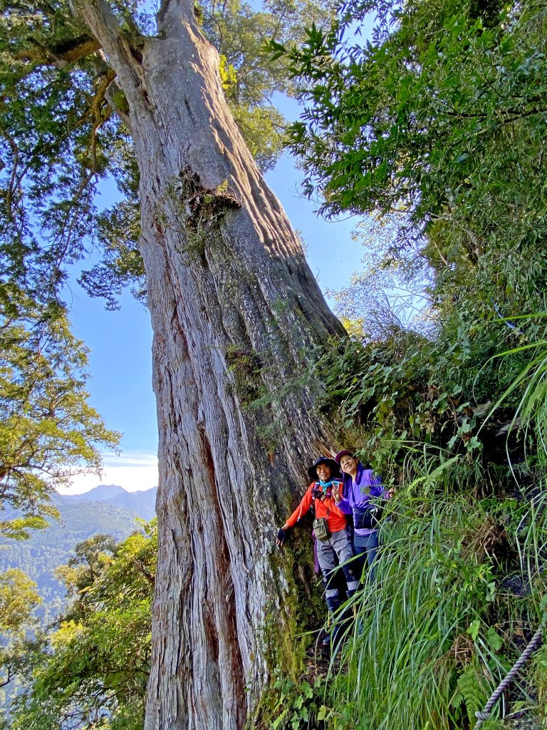 鳶嘴稍來神木、稍來山O型走2020915封面圖
